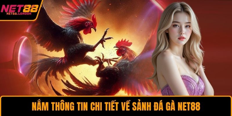 Nắm thông tin chi tiết về sảnh đá gà NET88